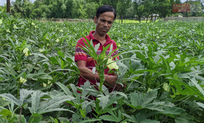 পরিত্যক্ত ধানক্ষেতে ‘সম্ভাবনার ঢেঁড়শ’